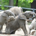Spielende Elefanten Babys